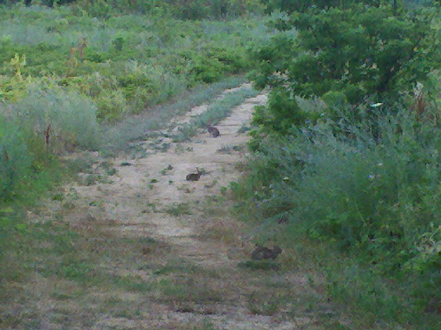 rabbits along the path