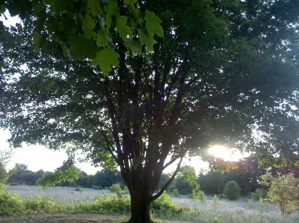 the serenity tree greets me