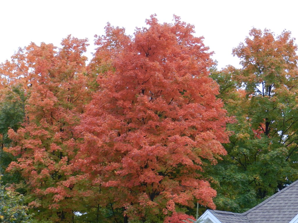 Trees in various states of color change