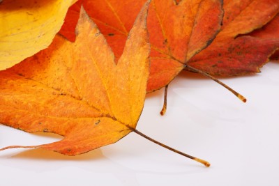 close up of fall leaves