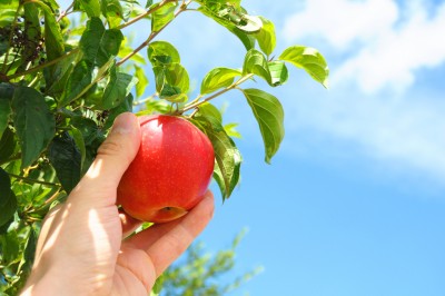 Hand picking a red apple from a tree