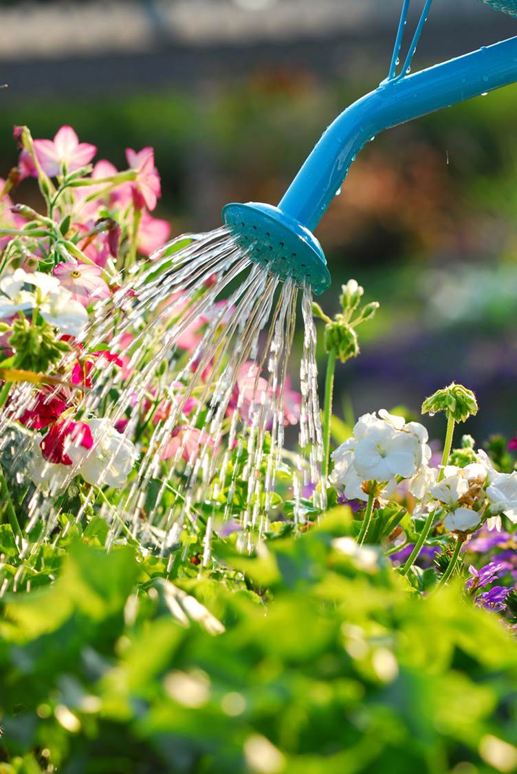 watering can watering flowers