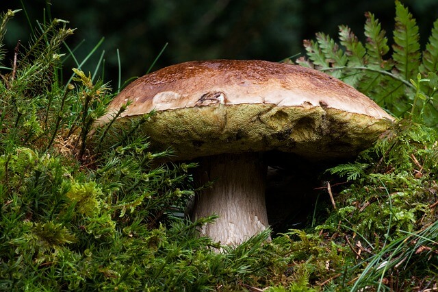 common-mushroom-180712_640