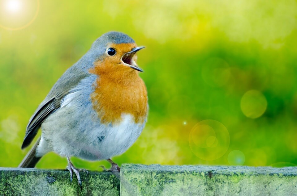 robin in springtime
